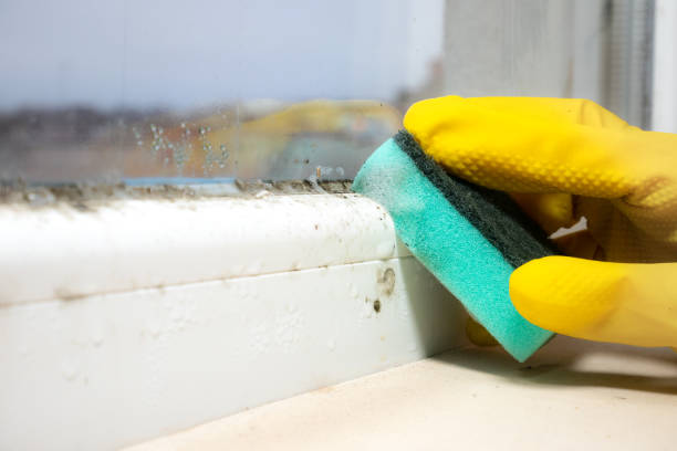 Best Mold Remediation for Healthcare Facilities  in Clearwater, MN